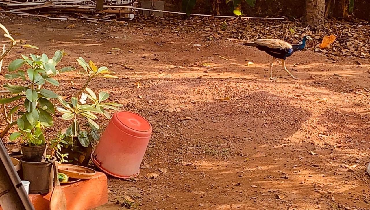 Stan-Inn, North Goa, Vagator, With Strong Wifi,Free Private Parking & Kitchen, Can Cook Where You Stay Eksteriør bilde